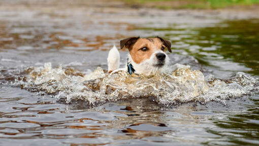 Hund schwimmt