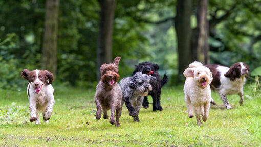 mehrere Hunde laufen hintereinander her