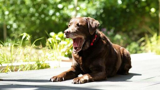 Älterer Labrador niest im Liegen