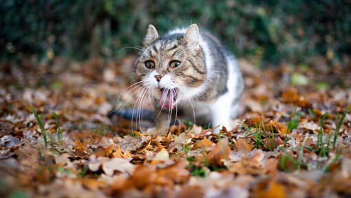 Katze erbricht