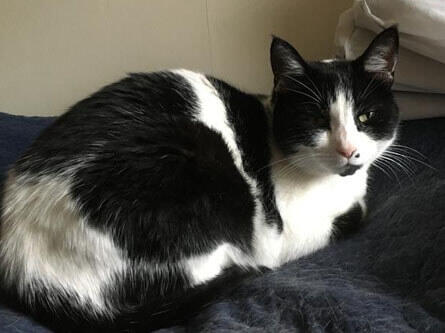 black and white cat on blanket