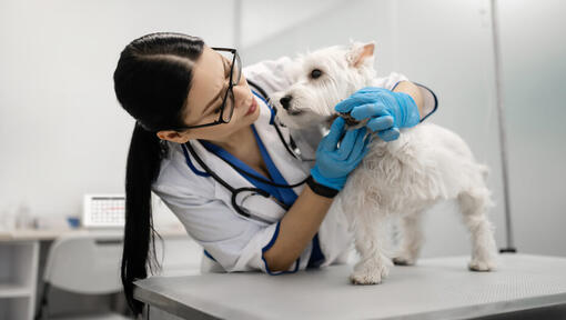 Terrier bei Tierärzten untersucht