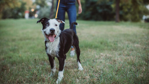 Hund im Park an der Leine