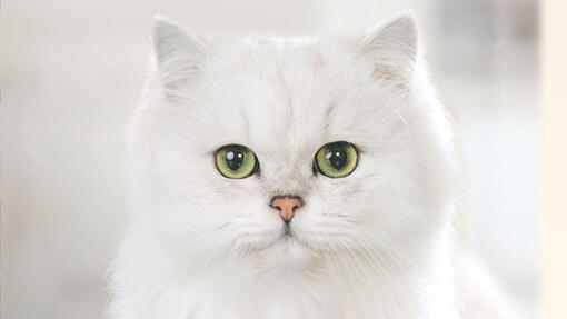 Weiße Katze mit Blick auf die Kamera