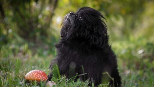 Affenpinscher im Wald