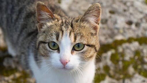 American Wirehair sieht jemanden an