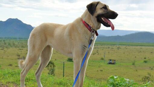 Anatolischer Schäferhund, der im Feld steht