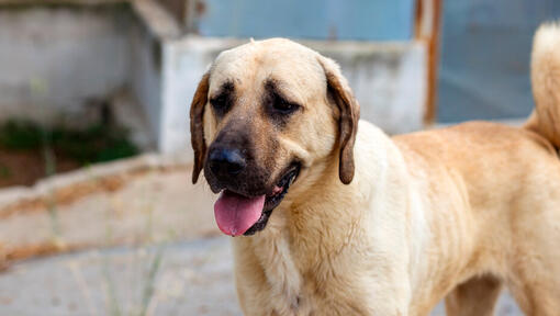 Anatolischer Schäferhund, der mit offenem Mund steht