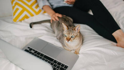 Frau sieht Film auf ihrem Laptop mit ihrem Haustier - asiatische Katze