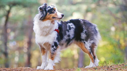 Australischer Schäferhund im Wald