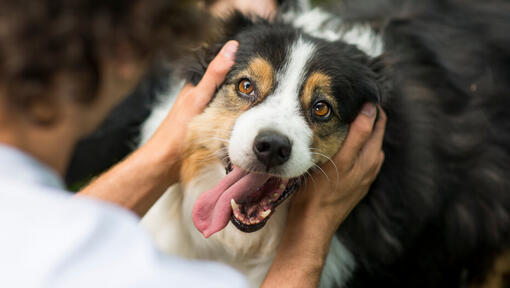 Australian Shepherd mit dem Besitzer