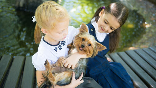 Australischer Silky Terrier mit Kindern