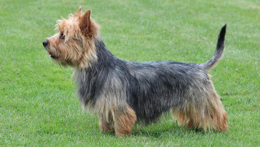 Australischer Terrier, der auf dem Gras steht