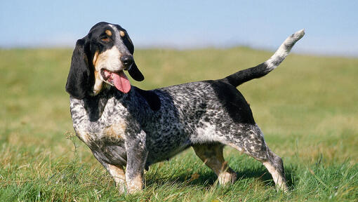 Basset Bleu De Gascogne steht auf dem Feld 