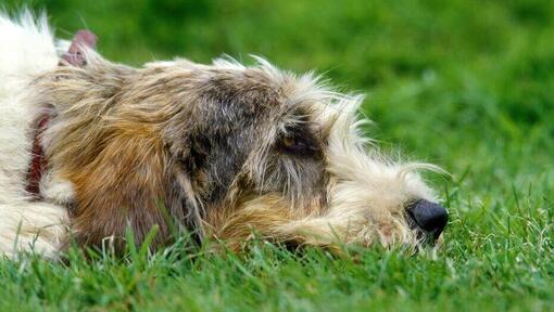 Grand Basset Griffon Vendeen liegt auf dem Boden