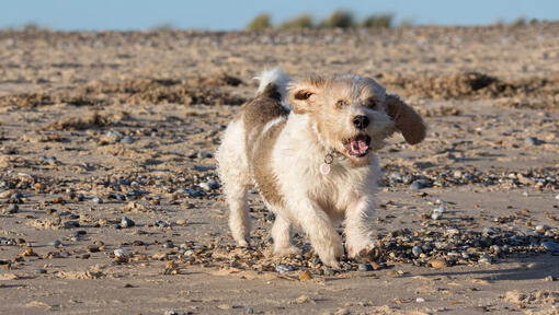 Petit Basset Griffon Vendeen läuft 