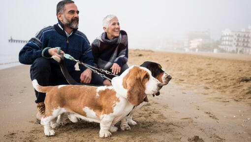Basset Hounds mit den Besitzern am Strand.