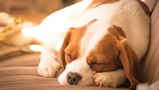 White-brown beaglier sleeping.