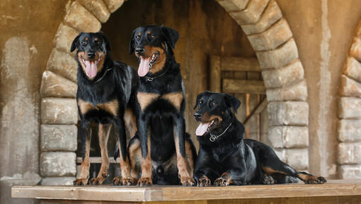 Drei Beaucerons stehen