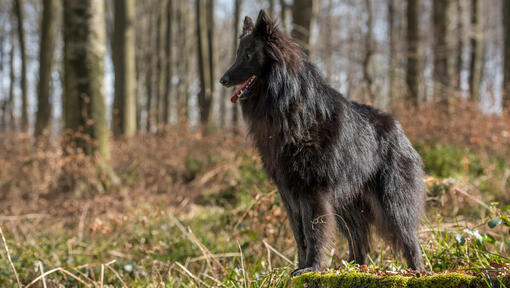 Belgischer Schäferhund Groenendael im Wald