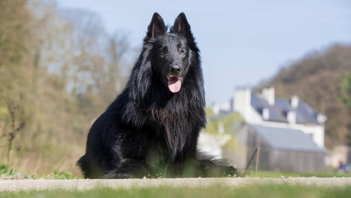 Der belgische Schäferhund Groenendael sitzt auf dem Boden