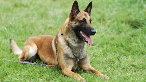 Belgischer Schäferhund Malinois, der auf dem Gras liegt 