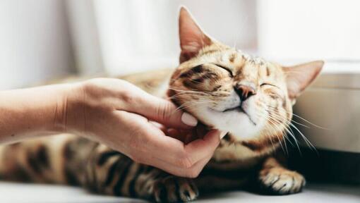 Frau streichelt Bengalkatze, die auf der Fensterbank liegt