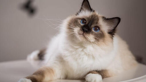 Birman Katze liegt auf der Couch