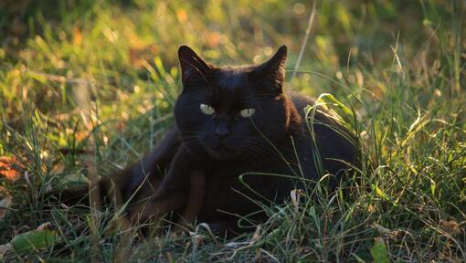 Bombay-Katze liegt auf dem Blumenfeld