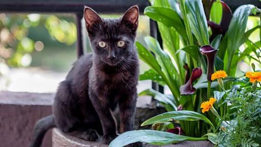 Bombay-Katze steht auf dem Balkon