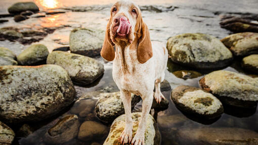 Bracco Italiano steht auf den Felsen nahe dem Wasser