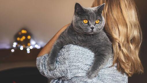 Frau hält ihr Haustier - Britische Kurzhaarkatze