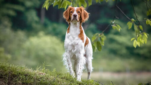 Bretagne im Wald spazieren