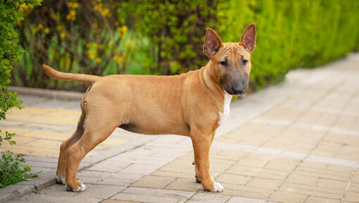 Brauner Miniatur-Bullterrier-Welpe im Hof