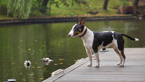 Bullterrier-Miniatur, die nahe dem Wasser steht