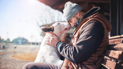 Bullterrier mit dem Besitzer