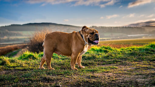 Bulldogge, die im Feld steht