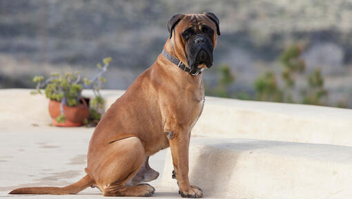 Bullmastiff sitzt auf dem Hof