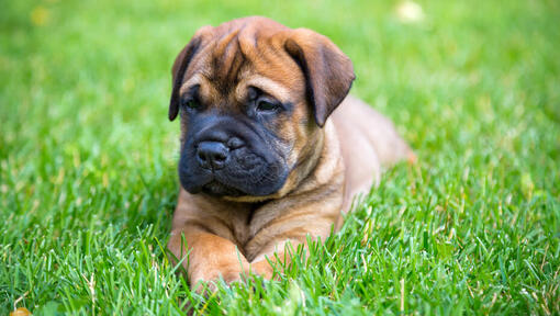 Bullmastiff Welpe, der auf dem Gras liegt