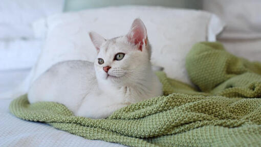 Burmilla Katze macht ein Nickerchen