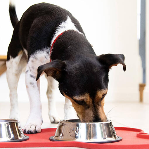 small dog eating food