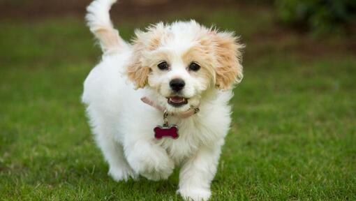 Cavachon dog walking on green grass