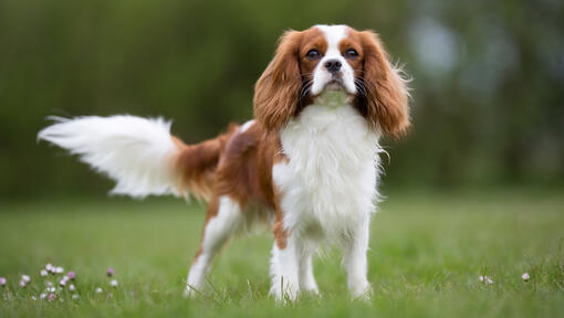 Kavalier König Charles Spaniel im Feld