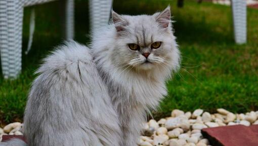 Chinchilla-Katze mit grauem Fell beobachtet jemanden