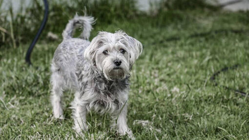 Chorkie standing on the grass