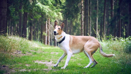 Der glatthaarige Collie steht im Wald