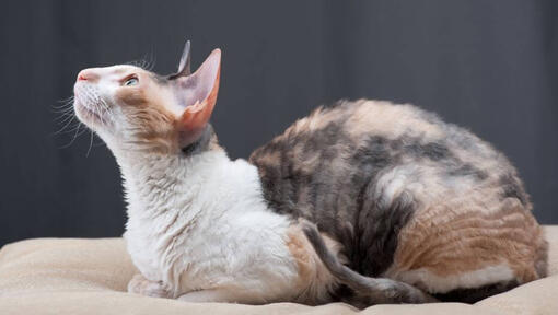 Cornish Rex Katze liegt auf dem Sofa