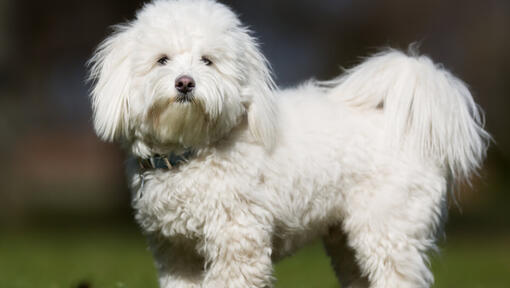 Weißer flauschiger Coton De Tulear steht draußen