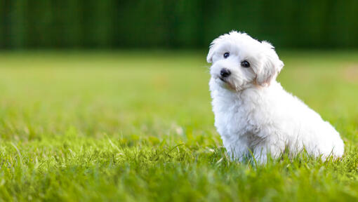 Weißer flauschiger Coton de Tulear sitzt im Gras