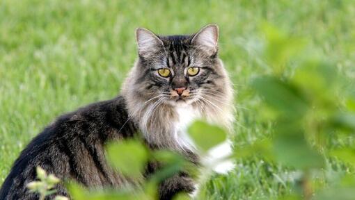 Cymrics Katze steht im Garten